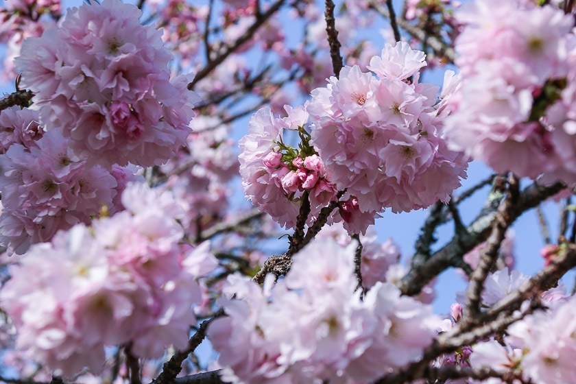 Cherry Blossom Reports 2018 - Kyoto: Petals Starting To Fall