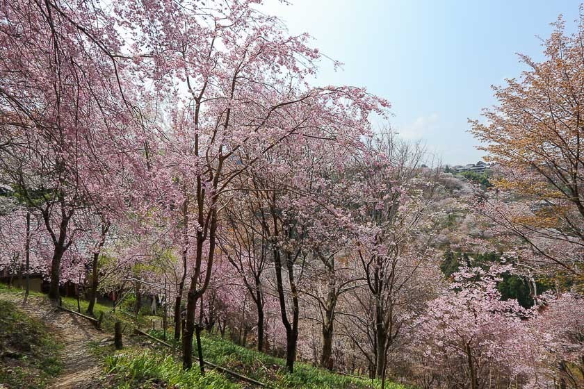 Cherry Blossom Reports 2018 - Yoshino: Full Bloom