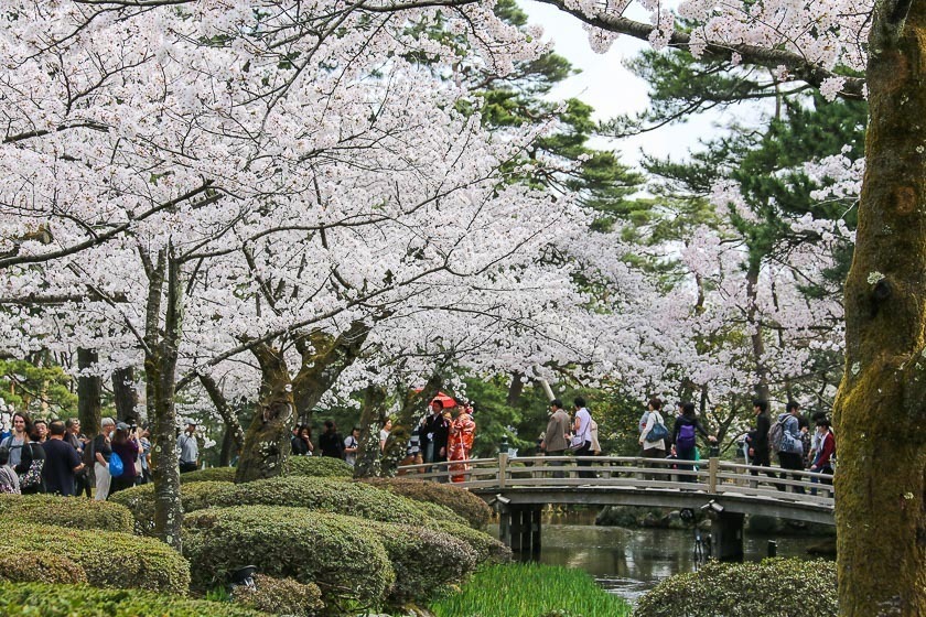 Kanazawa Cherry Blossoms: Best Spots for Sakura Viewing