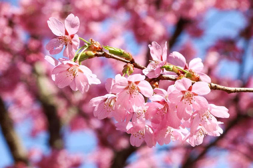 Cherry Blossom Reports 2018 - Fukushima: Full Bloom