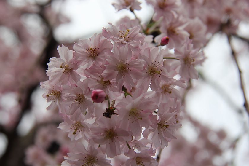 Cherry Blossom Reports 2018 - Kyoto: Petals Falling