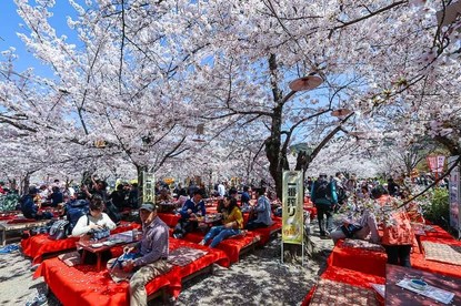 Cherry Blossom Reports 2018 - Kyoto: Full Bloom