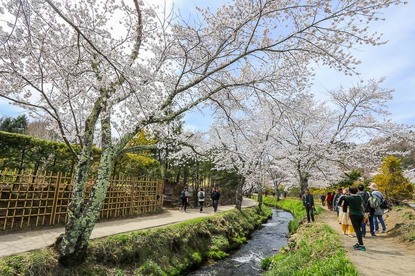 Cherry Blossom Reports 2018 - Mount Fuji: Full Bloom