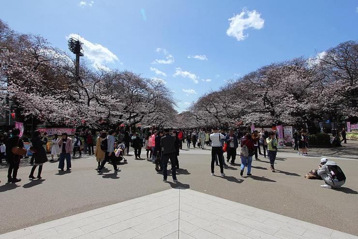 Cherry Blossom Reports 2018 - Tokyo: Blossoms Opening