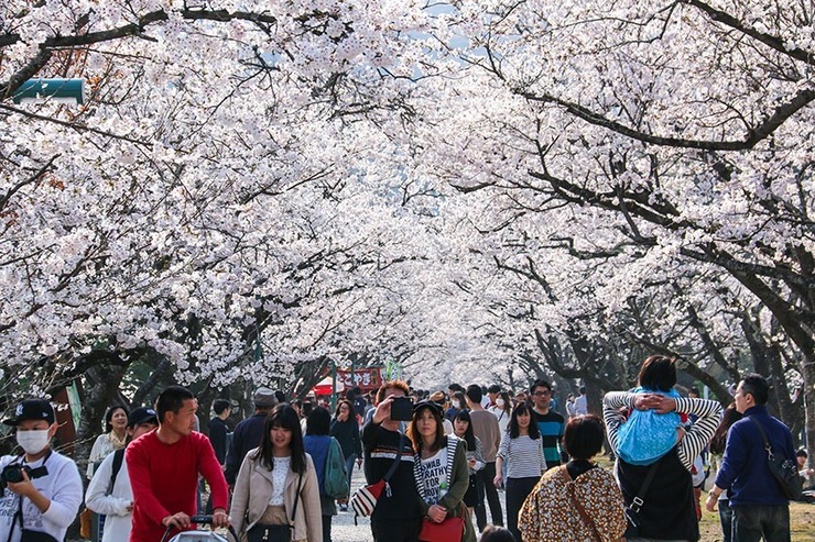 Cherry Blossom Reports 2018 - Kochi: Full Bloom