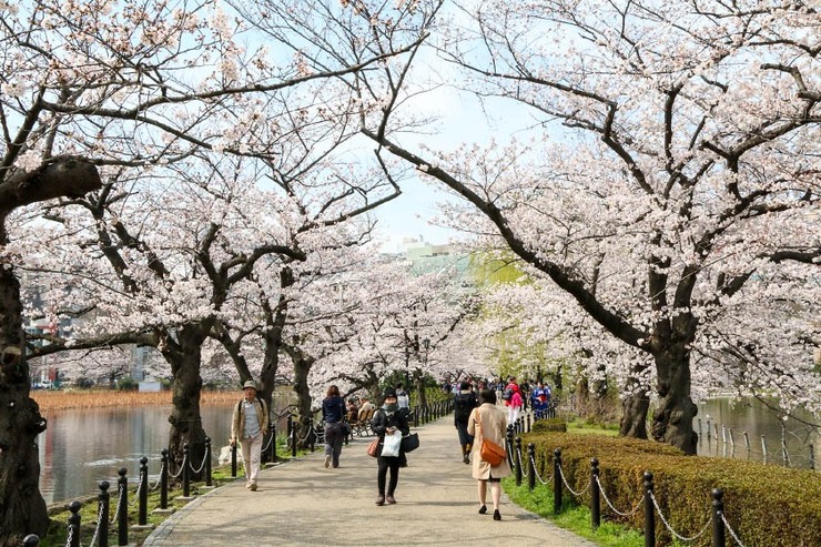 Cherry Blossom Reports 2018 - Tokyo: Full Bloom