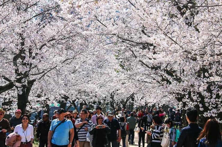 Cherry Blossom Reports 2018 - Hiroshima: Full Bloom