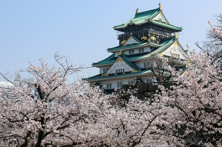 Cherry Blossom Reports 2018 - Osaka: Full Bloom