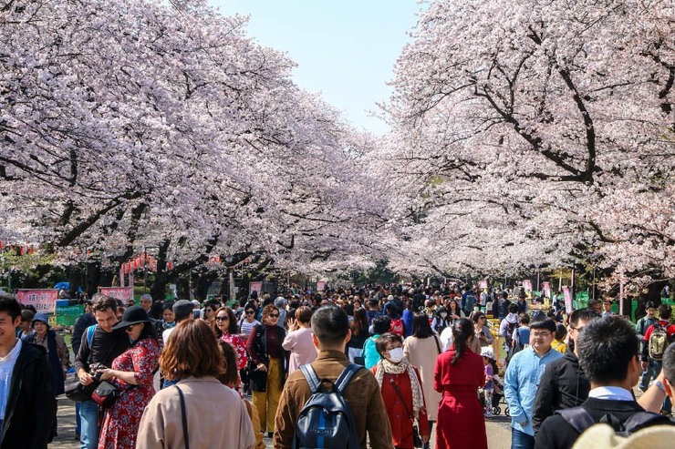 Cherry Blossom Reports 2018 - Tokyo: Full Bloom