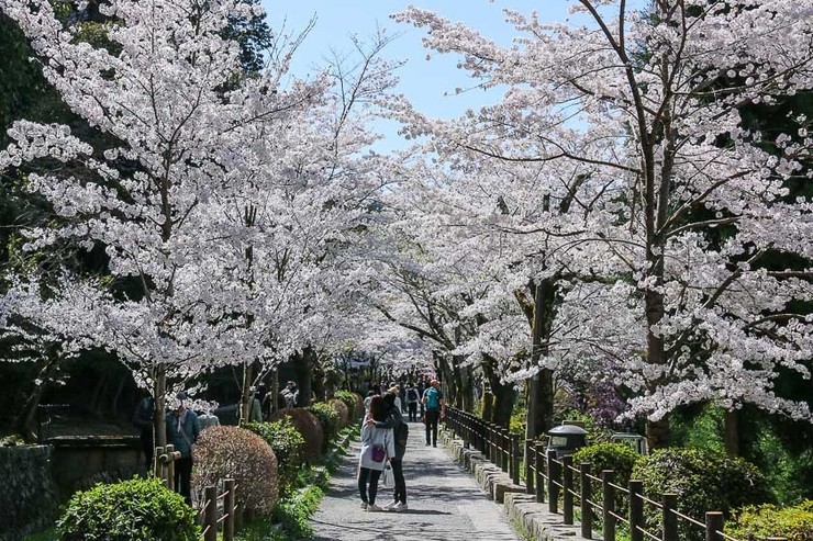 Cherry Blossom Reports 2018 - Kyoto: Full Bloom