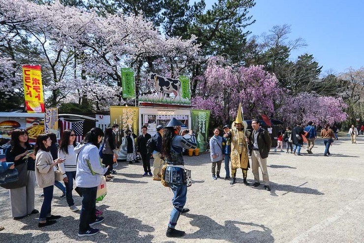 Cherry Blossom Reports 2018 - Nagoya: Petals Starting To Fall