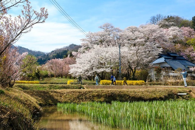 Cherry Blossom Reports 2018 - Fukushima: Full Bloom