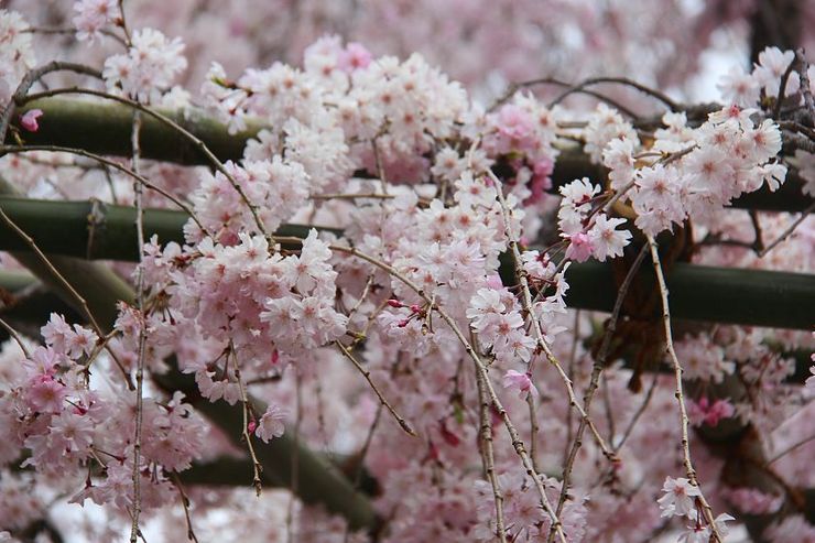 Cherry Blossom Reports 2018 - Kyoto: Petals Falling