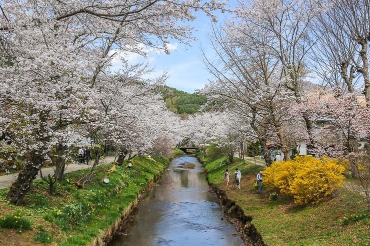 Cherry Blossom Reports 2018 - Mount Fuji: Full Bloom