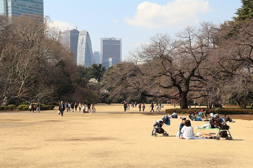 Cherry Blossom Reports 2019 - Tokyo: Still Closed