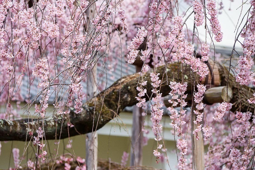 Cherry Blossom Reports 2019 - Kyoto: Just Opened