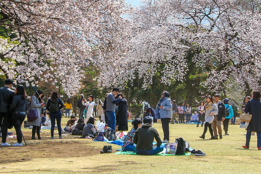 Cherry Blossom Reports 2019 - Tokyo: Approaching Full Bloom