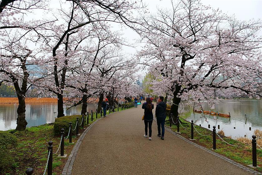 Cherry Blossom Reports 2019 - Tokyo: Approaching Full Bloom