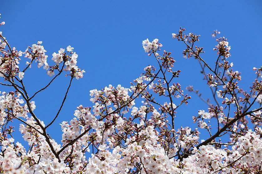 Cherry Blossom Reports 2019 - Fukuoka: Approaching Full Bloom