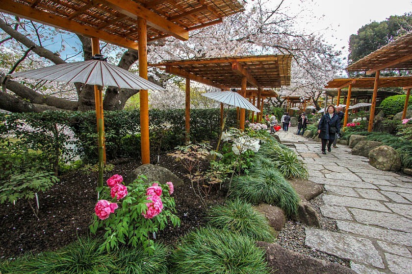 Cherry Blossom Reports 2019 - Kamakura: Approaching Full Bloom