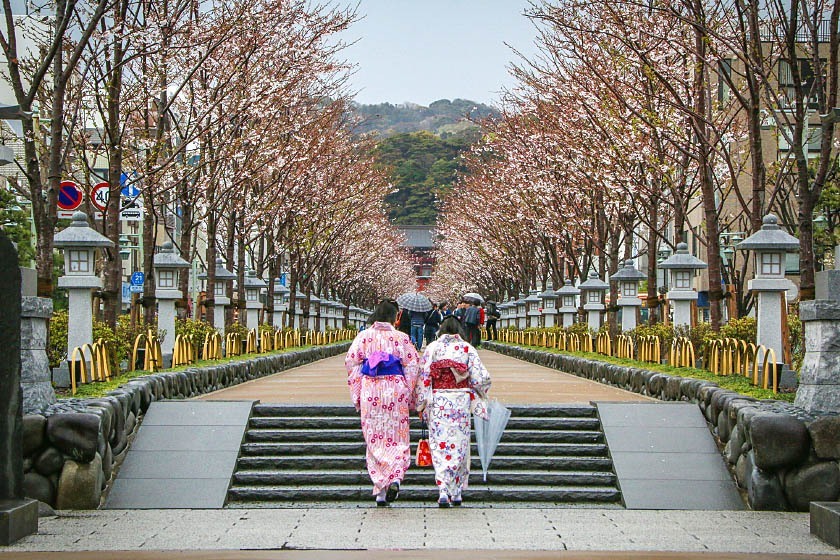 Cherry Blossom Reports 2019 Kamakura Approaching Full Bloom