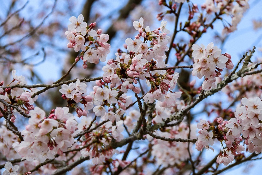 Cherry Blossom Reports 2019 Iwakuni Approaching Full Bloom