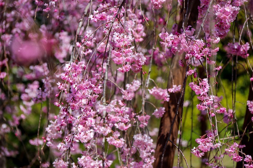 Cherry Blossom Reports 2019 - Kyoto: Petals Starting To Fall