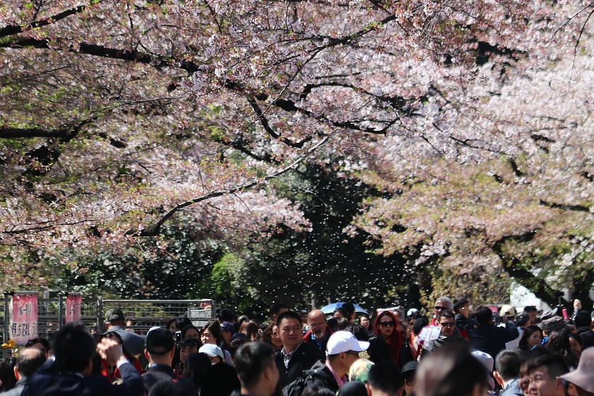 Cherry Blossom Reports 2019 - Tokyo: Petals Falling