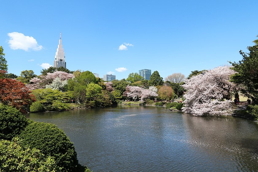 Cherry Blossom Reports 2019 - Tokyo: Petals Falling