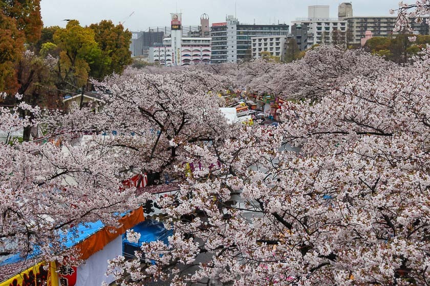 Cherry Blossom Reports 2019 - Osaka: Petals Starting To Fall