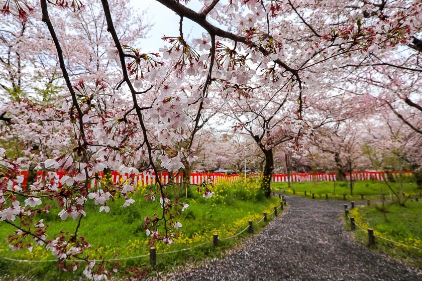 Cherry Blossom Reports 2019 - Kyoto: Petals Starting To Fall