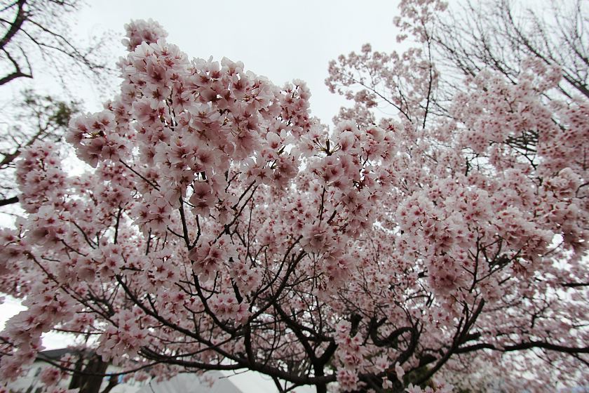 Cherry Blossom Reports 2019 - Matsumoto: Blossoms Opening