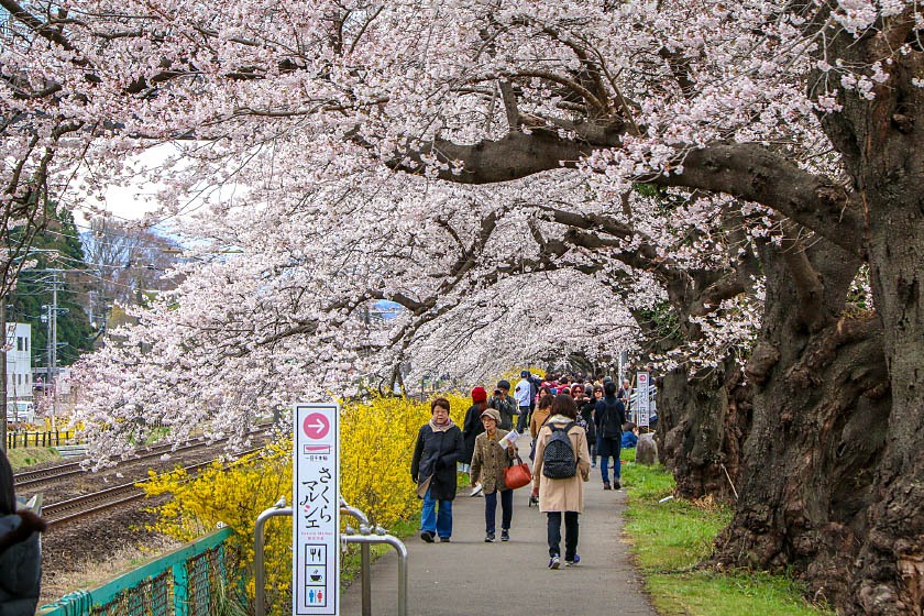 Cherry Blossom Reports 2019 - Sendai: Approaching Full Bloom