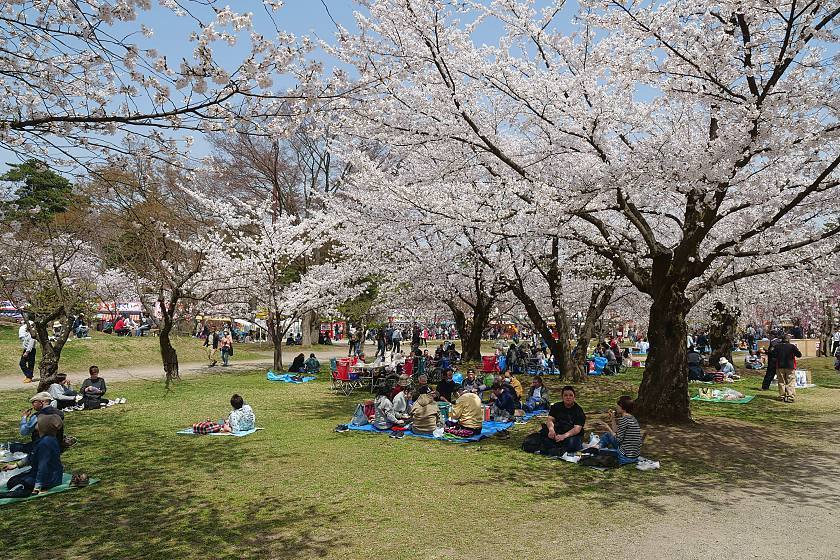 Cherry Blossom Reports 2019 - Hirosaki: Approaching Full Bloom