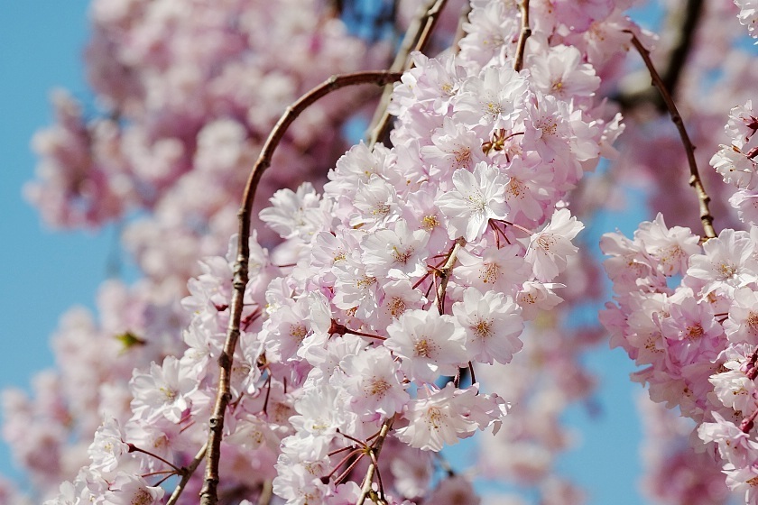 Cherry Blossom Reports 2019 - Hirosaki: Petals Starting To Fall