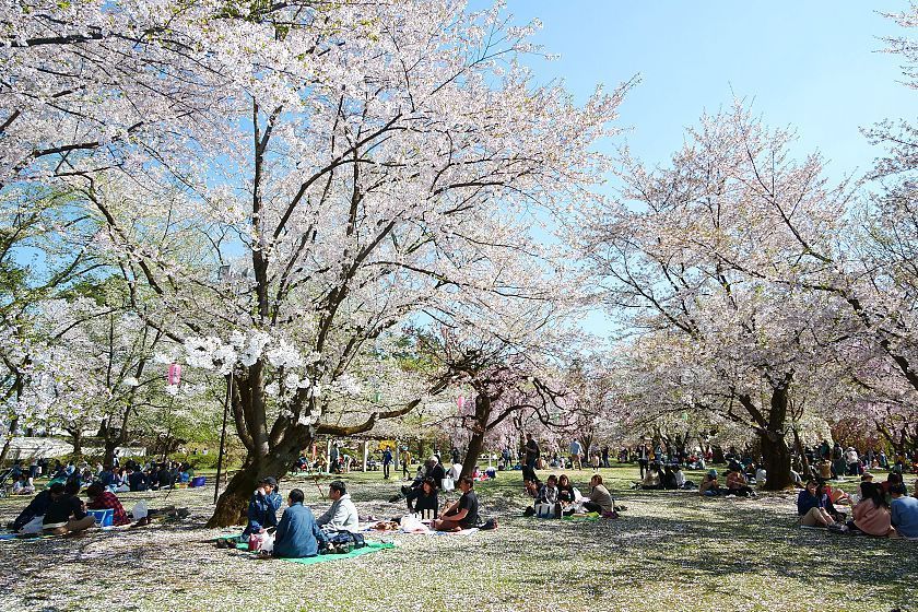 Cherry Blossom Reports 2019 - Hirosaki: Petals Starting To Fall