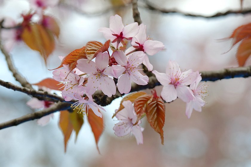 Cherry Blossom Reports 2019 - Sapporo: Full Bloom