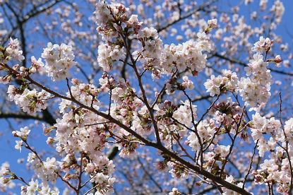 Cherry Blossom Reports 2019 - Mount Fuji: Blossoms Opening