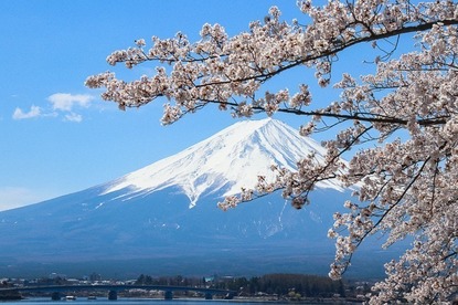 Cherry Blossom Reports 2019 - Mount Fuji: Full Bloom