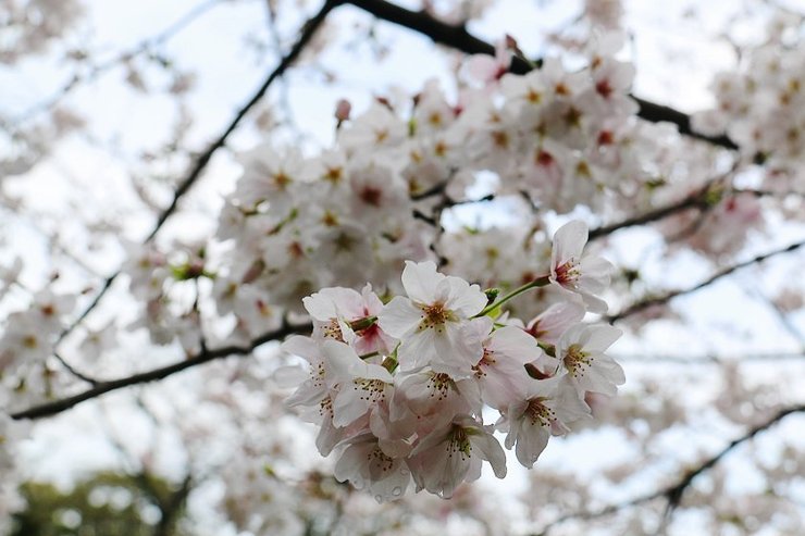 Cherry Blossom Reports 2019 - Kumamoto: Blossoms Opening