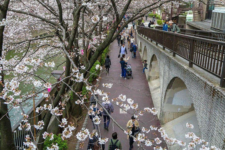 Cherry Blossom Reports 2019 - Tokyo: Approaching Full Bloom