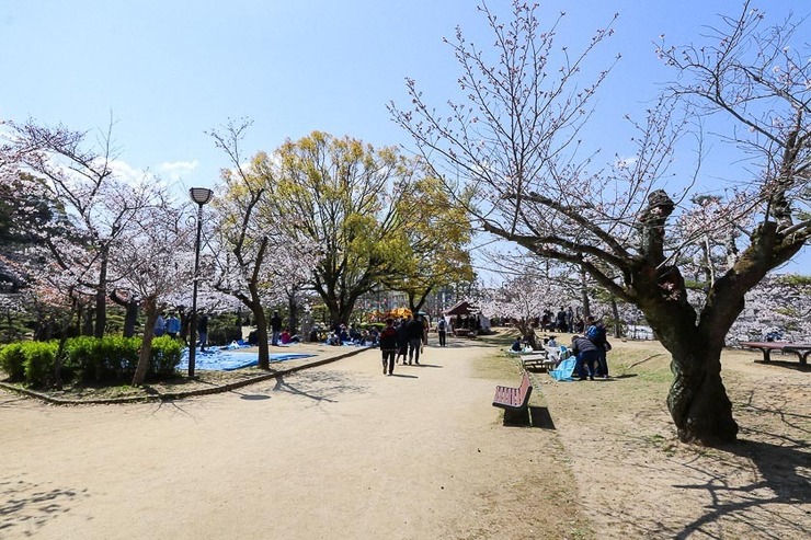 Cherry Blossom Reports 2019 - Matsuyama: Approaching Full Bloom