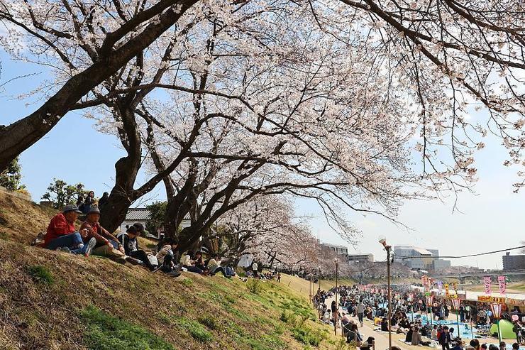 Cherry Blossom Reports 2019 - Okayama: Approaching Full Bloom