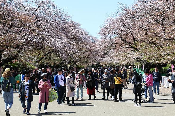 Cherry Blossom Reports 2019 - Tokyo: Petals Falling