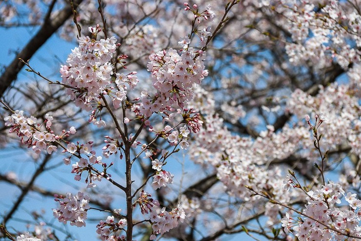 Cherry Blossom Reports 2019 - Yoshino: Approaching Full Bloom