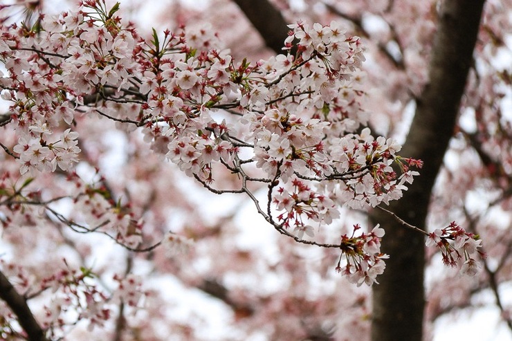 Cherry Blossom Reports 2019 - Kyoto: Petals Starting To Fall