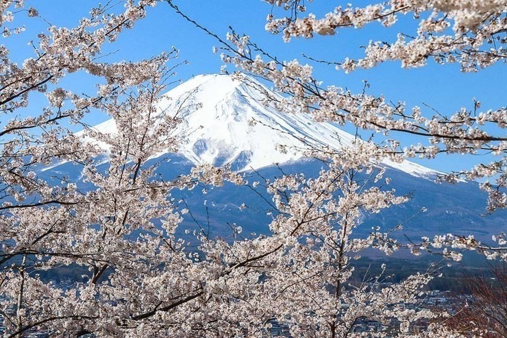 Cherry Blossom Reports 2019 - Mount Fuji: Full Bloom