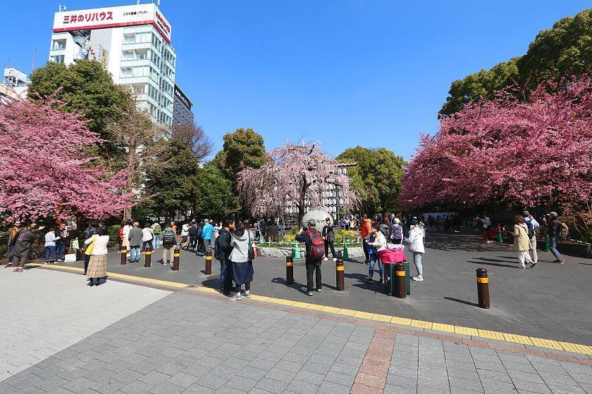 15 Best Cherry Blossom Viewing Spots in Tokyo 2023