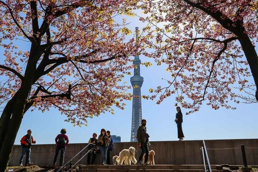 Nakameguro Cherry Blossoms  Travel Japan - Japan National Tourism