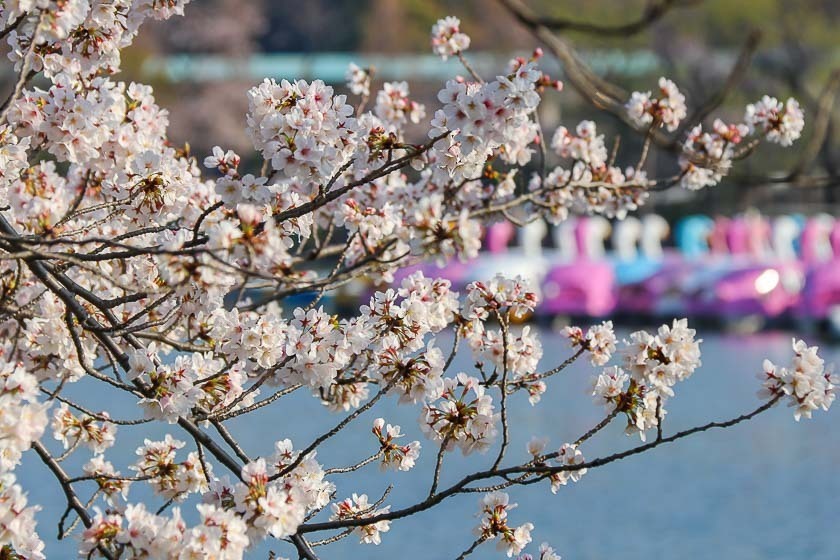 Tokyo, Japan. 24th Mar, 2022. The traditional Japanese Cherry blossom  season in Tokyo is set to start on March 28, 2022. Some Sakura trees  started to bloom already, like here in Naka